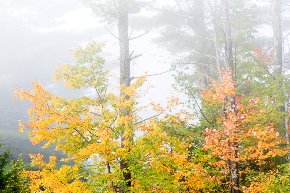 Free stock photo of fog, foliage, nature photo