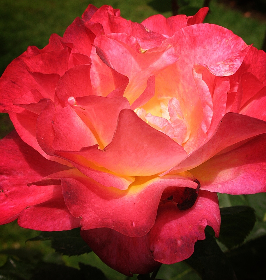 Floral orange blooming