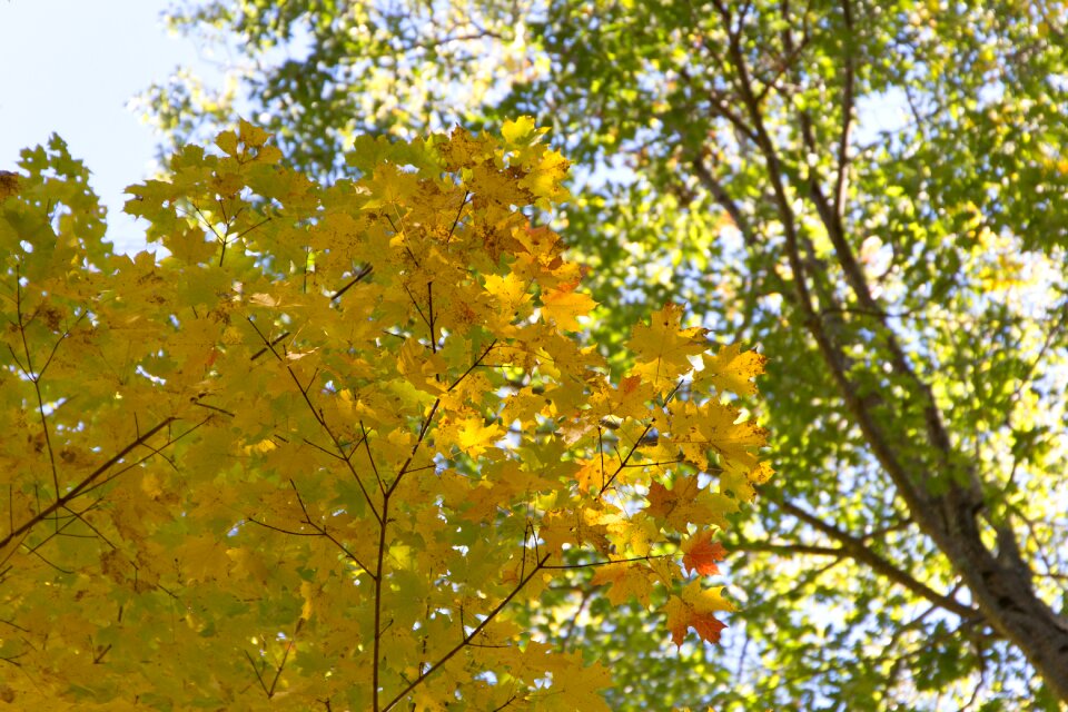 Free stock photo of foliage, nature, sky
