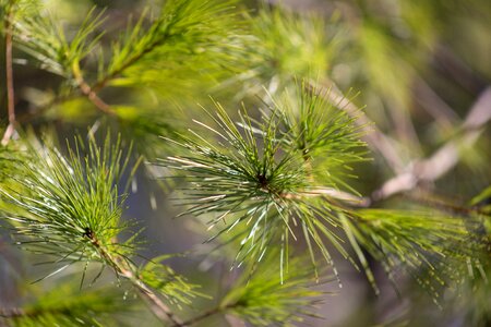 Free stock photo of nature, pine, trees