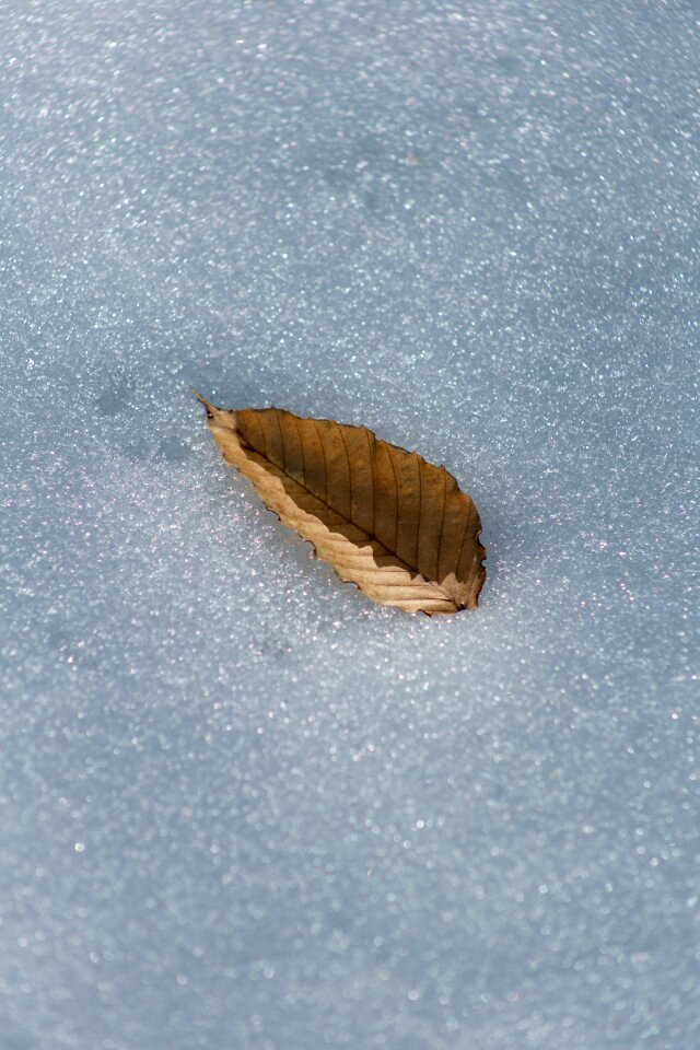 Free stock photo of nature, snow, winter