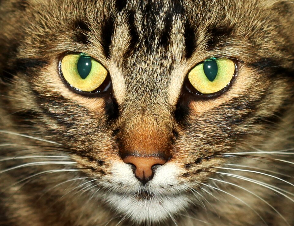 Free stock photo from Snapwire