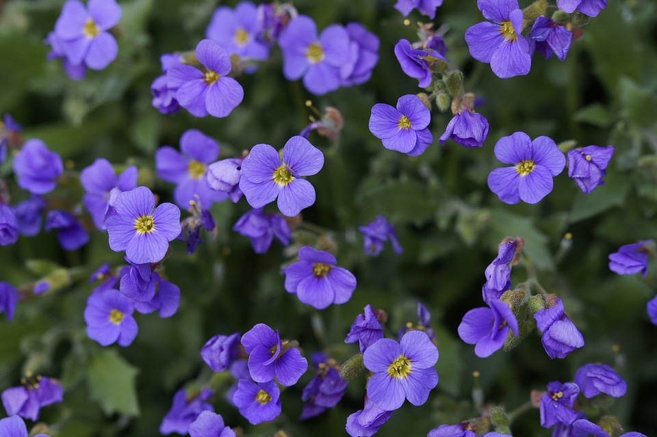 Background many small flowers