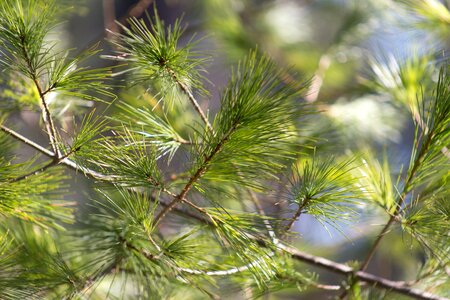 Free stock photo of nature, pine, summer