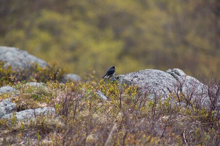 Free stock photo of animals, nature, rocks