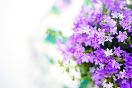 Selective Focus Photo of White and Purple Flowers photo