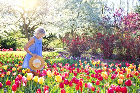 Woman Walking on Bed of Tulip Flowers photo