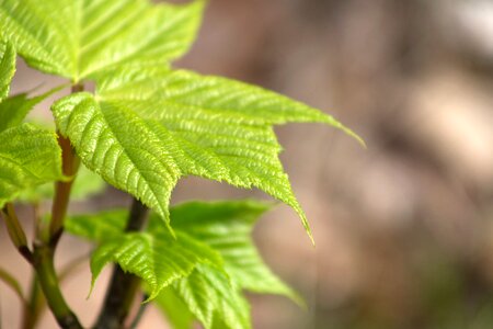 Free stock photo of nature, sunlight photo