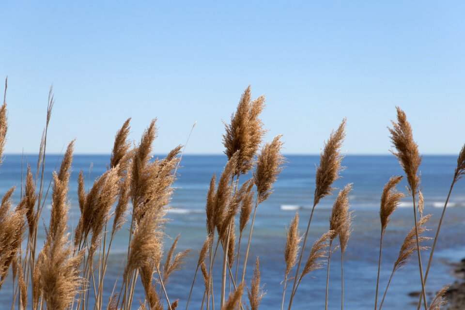 Free stock photo of grass, landscape, nature