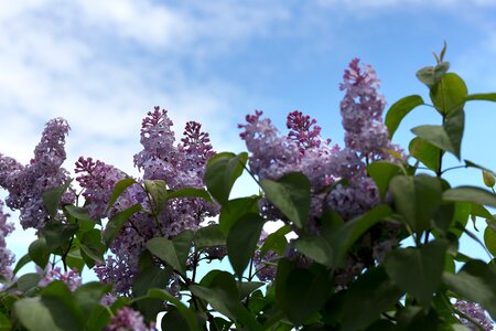 Free stock photo of clouds, flowers, nature