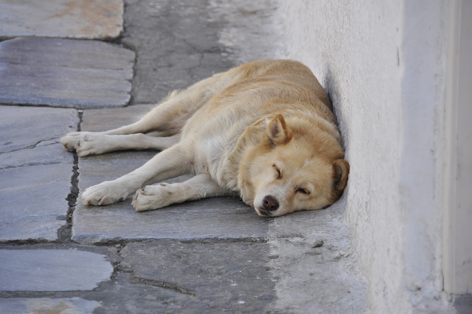 Dog sleep tired hot santorini