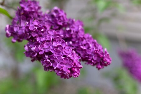 Free stock photo of flowers, nature, plants