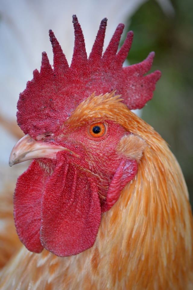 Animal poultry mohawk