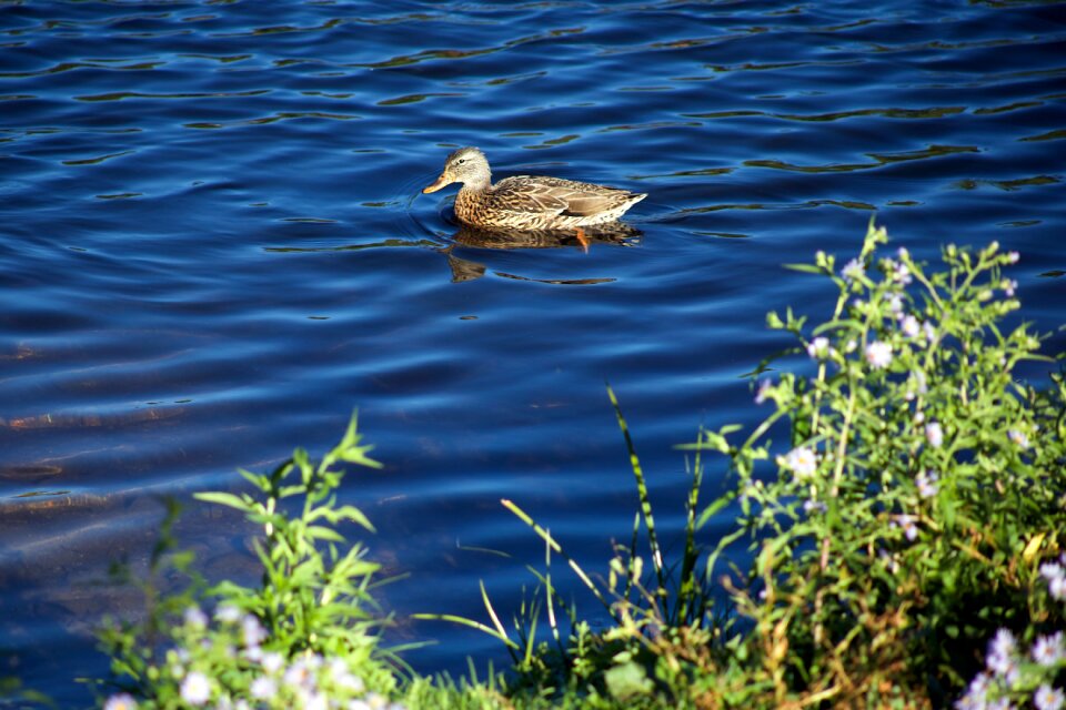 Free stock photo of animals, nature, pond photo