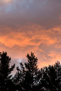 Silhouette of Trees Under White Clouds