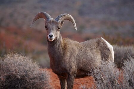 Bighorn shep