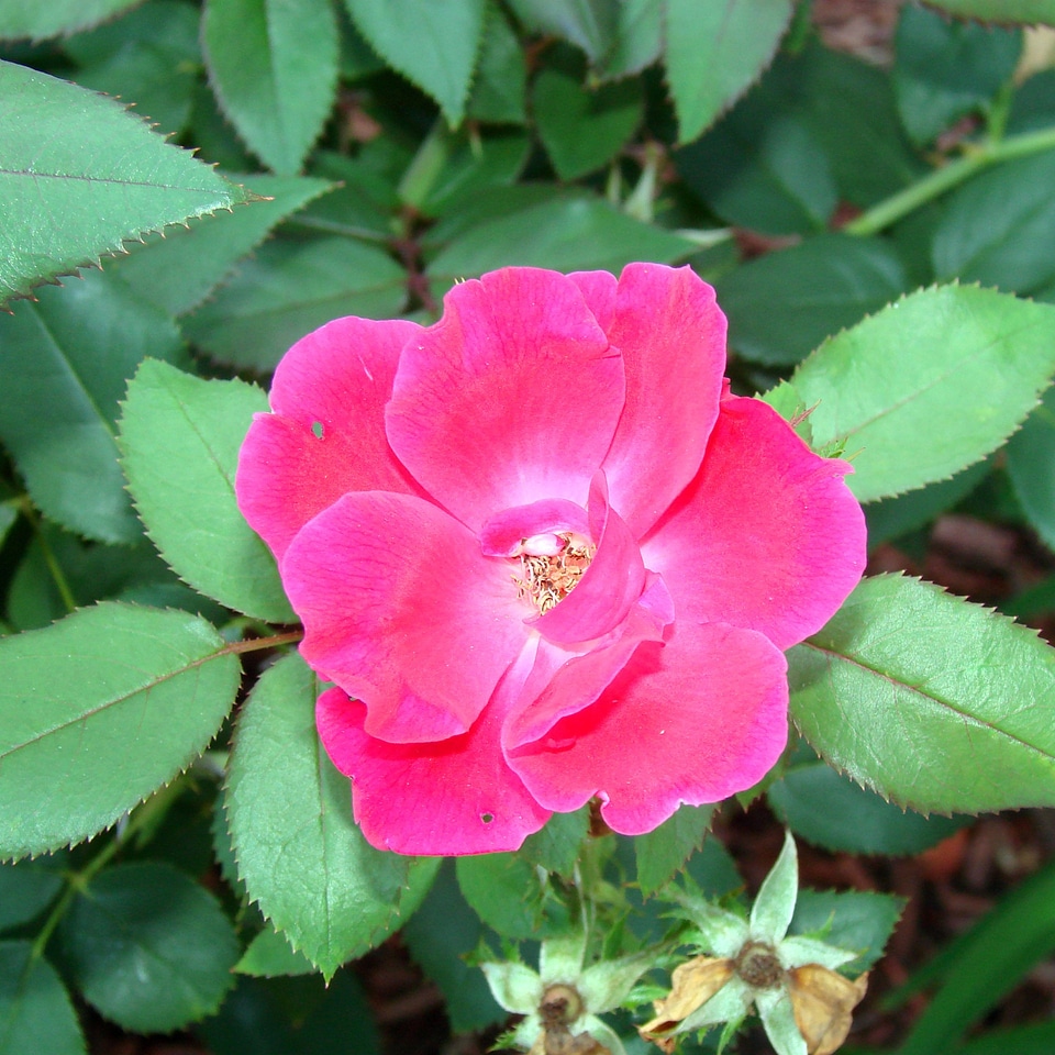 Flowers blossoms blooms