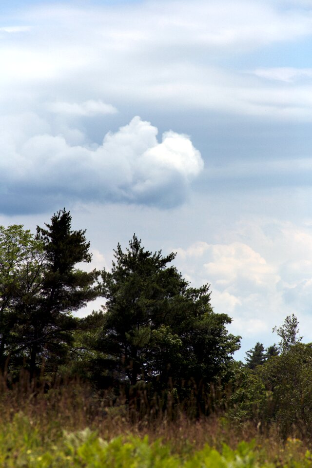 Free stock photo of clouds, grass, nature
