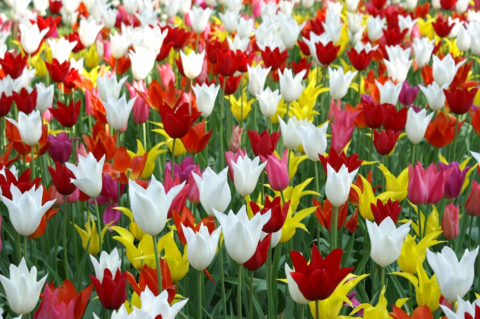 Nature tulip tulip fields