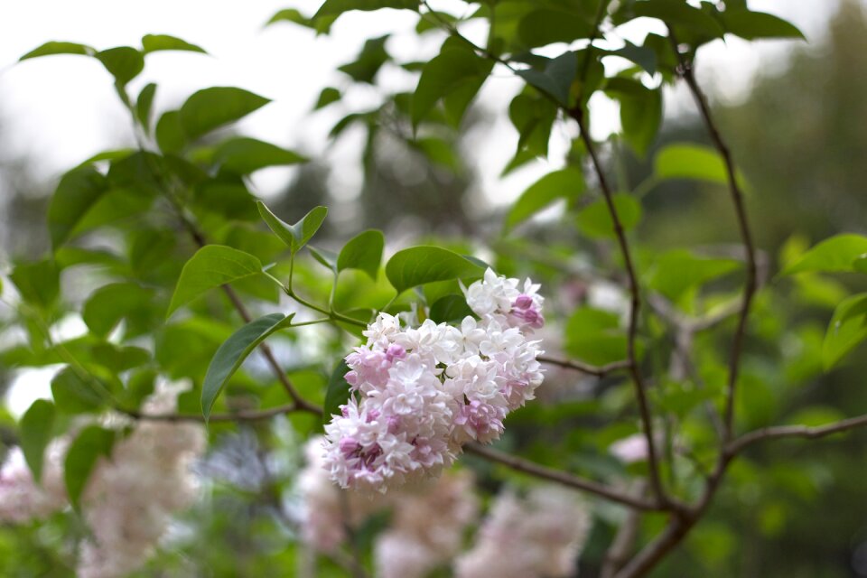 Free stock photo of flowers, nature