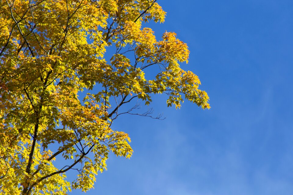 Free stock photo of foliage, nature, sky photo