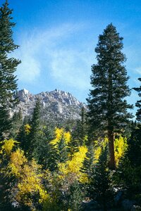 Green Pine Trees Near Mountain Range photo