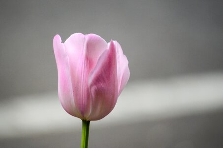 Macro Shot of Pink Tulip Flower photo