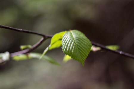 Free stock photo of nature, trees photo