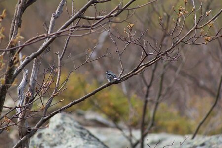 Free stock photo of animals, nature, trees