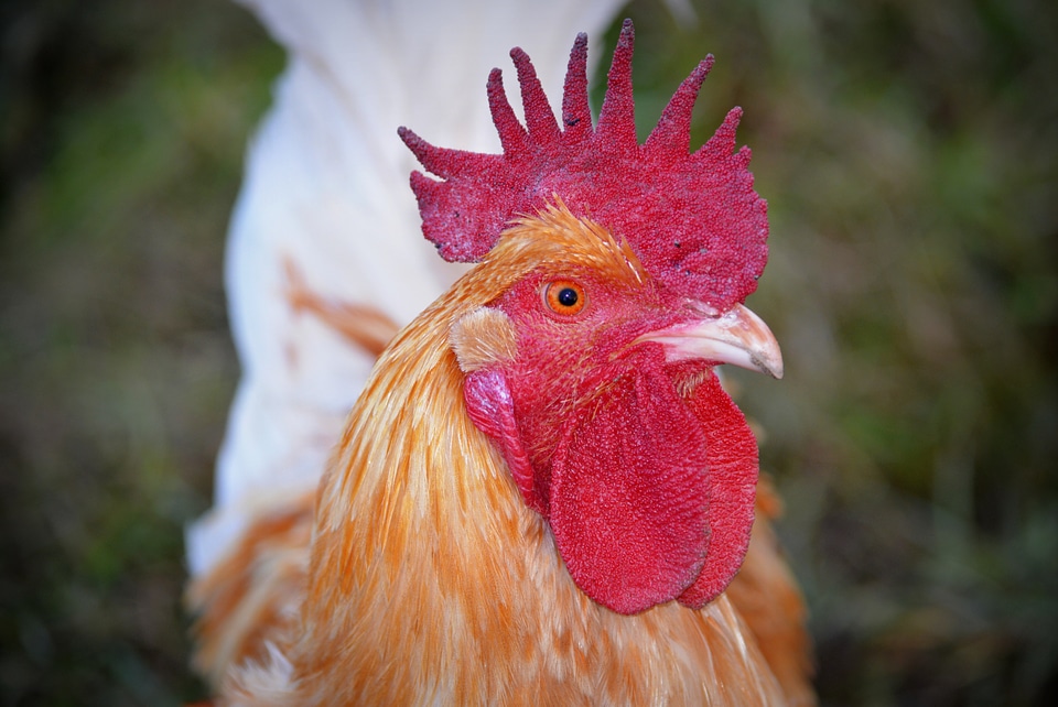 Animal poultry mohawk