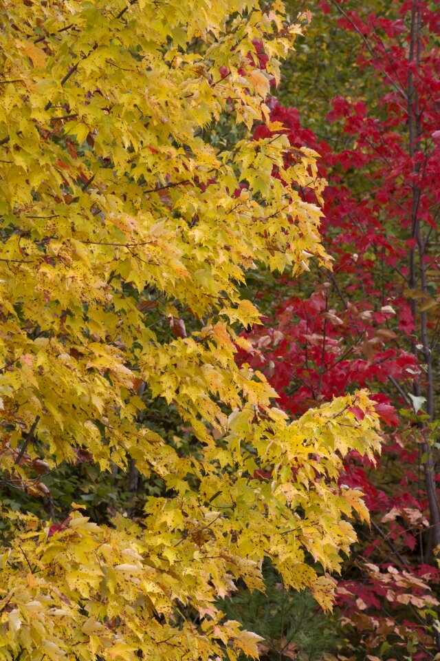 Free stock photo of foliage, maple, nature photo