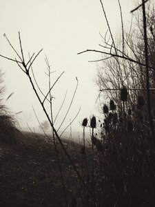 Grayscale Photo of Bush Covered With Fog photo