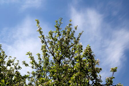 Free stock photo of clouds, flowers, nature
