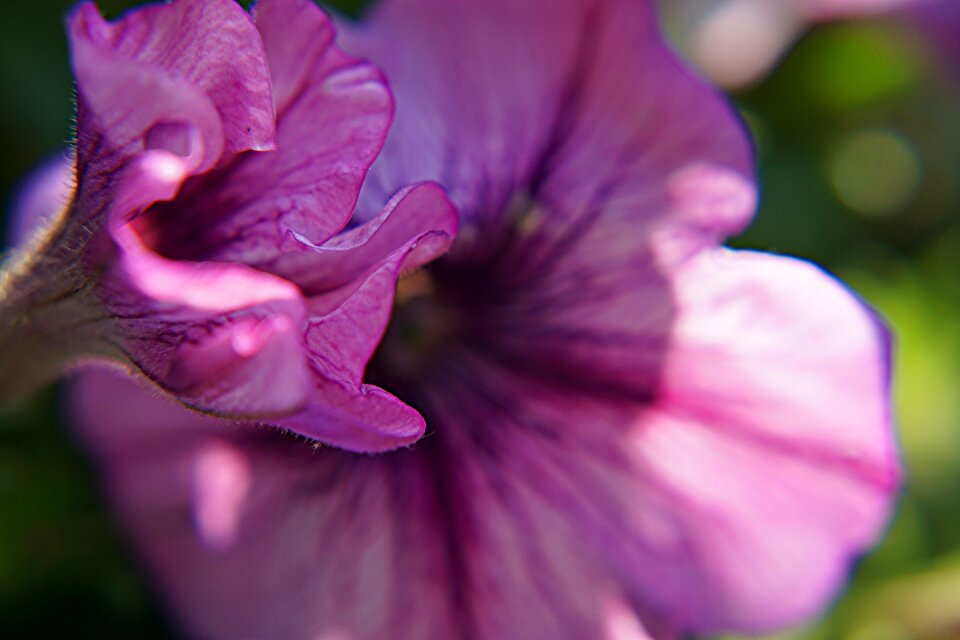 macro Photography of Malva Flower