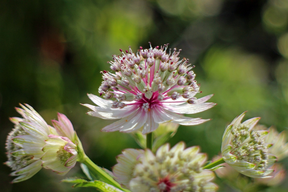 Astrantia major white umbelliferae