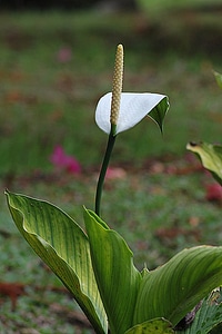 Plant natural blossom