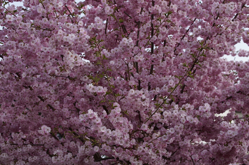 Spring blossom pink