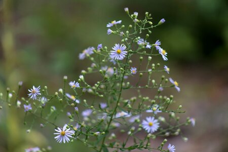 Free stock photo of flowers, nature, plants photo