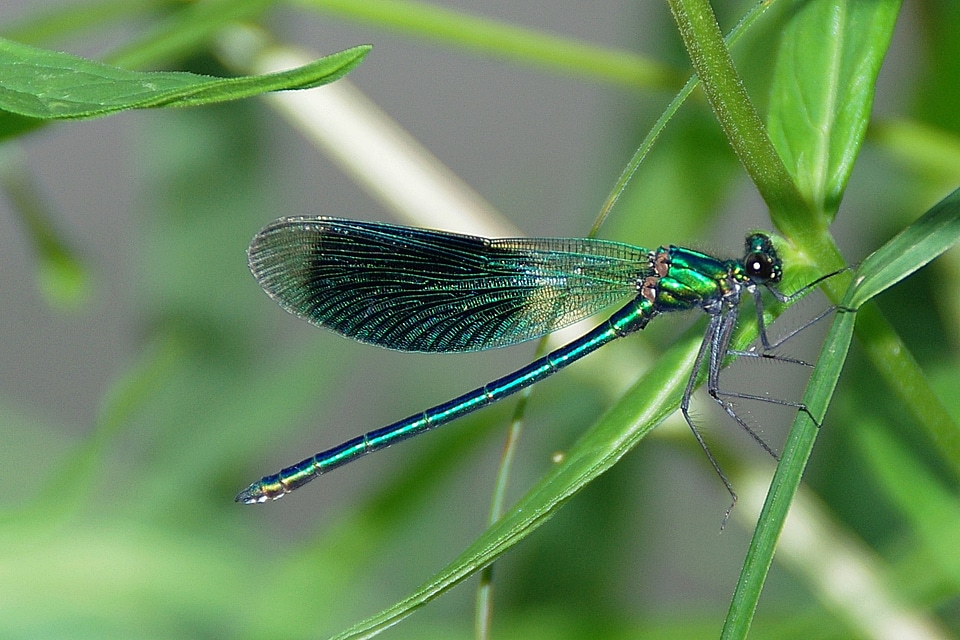 Macro close up nature