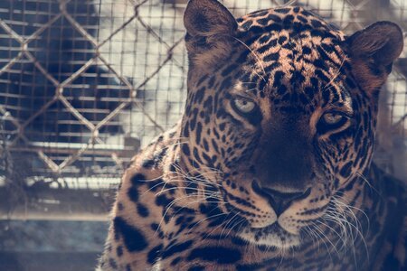 Brown Leopard on Chain Link Fence photo