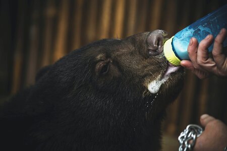 Close Up Photo of Boar Drinking Milk photo