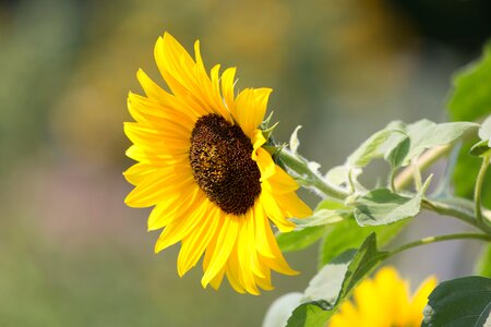 Sunflower Plant photo