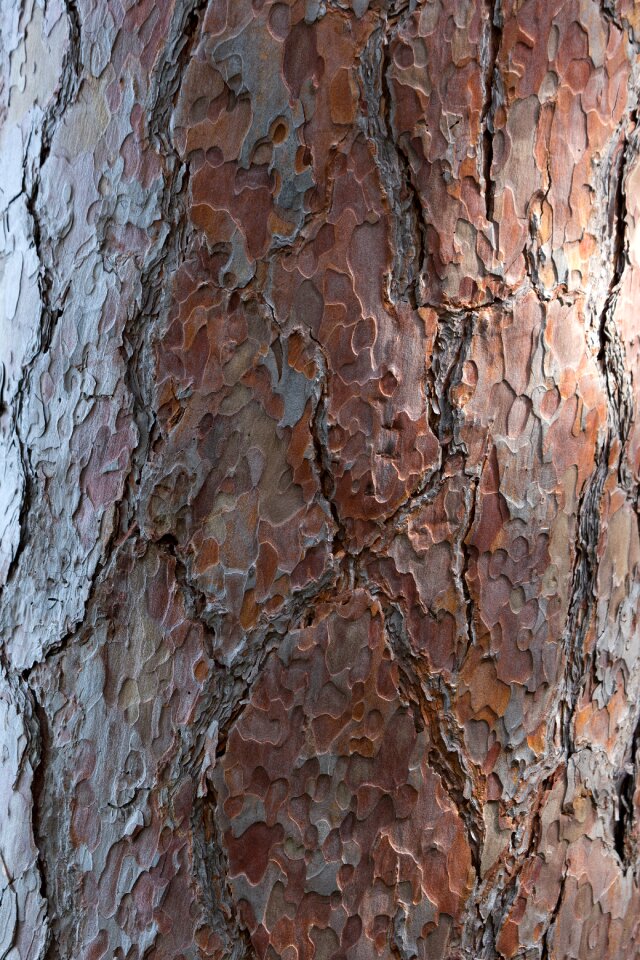 Free stock photo of bark, nature, sunlight