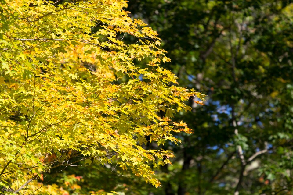 Free stock photo of foliage, nature, trees
