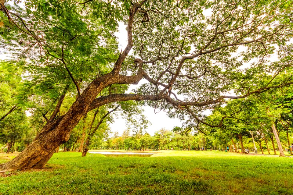 Worm's Eyeview of Tall Tree Under a Gray Sky