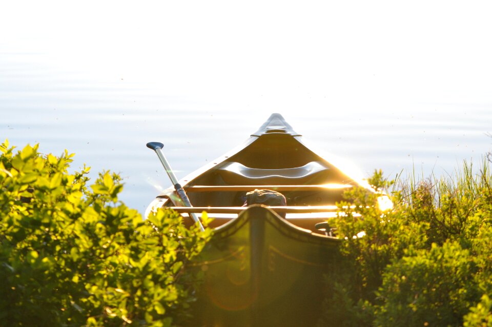 Brown Wooden Boat in Between Green Leaf Plants
