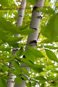 Free stock photo of nature, trees