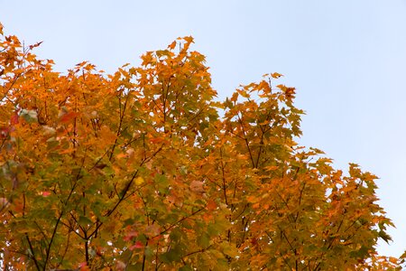 Free stock photo of foliage, nature, trees photo