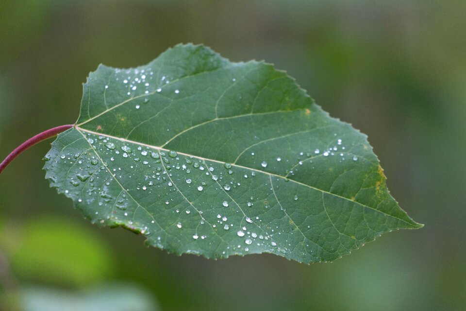 Free stock photo of droplets, nature, plants