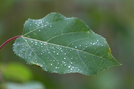 Free stock photo of droplets, nature, plants